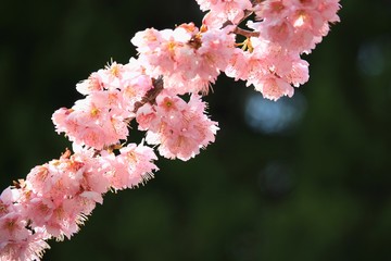 夕陽に輝く桜 