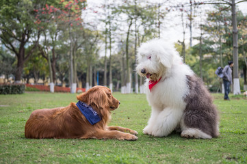 Golden Retriever and Ancient Shepherd, played on the grass