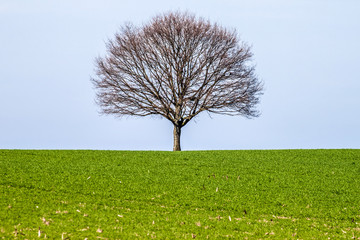solitär
