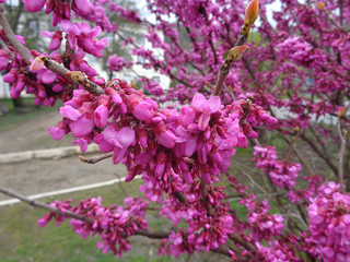 Purple cercis flowers in raindrops