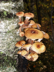 A lot of edible mushrooms grow on the trunk of a birch tree