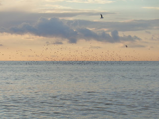 Fototapeta na wymiar Flock of birds over sea, sunset sky