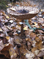 On moss is growing a lot of poisonous inedible and dangerous mushrooms