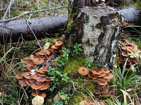 A lot of edible mushrooms grow on the trunk of a birch tree