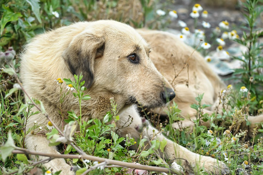 Homeless dog in the wasteland