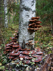 A lot of edible mushrooms grow on the trunk of a birch tree