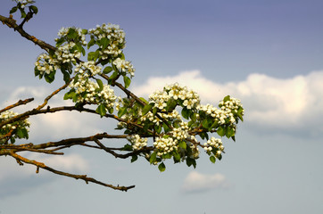 fruit trees in bloom