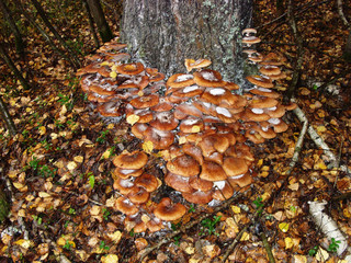 A lot of edible mushrooms grow on the trunk of a birch tree