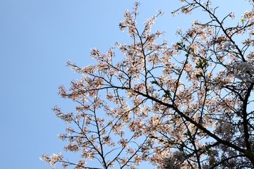 fruit trees in bloom