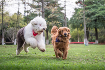 Fototapeta premium Golden Retriever and Ancient Shepherd, played on the grass