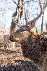 Deer in the park on nature in winter