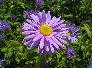 Obraz premium European Michaelmas-Daisy. Purple Violet Yellow flowers in the garden.