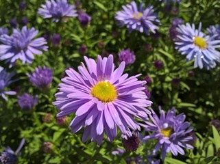 European Michaelmas-Daisy (Aster Amellus). Purple Violet Yellow flowers in the garden.