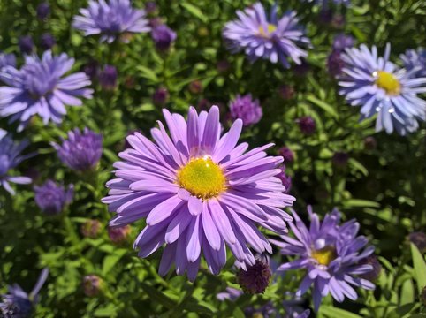 European Michaelmas-Daisy (Aster Amellus). Purple Violet Yellow flowers in the garden.