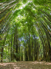 Bambus in Brasilien (bot. Garten)
