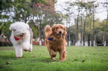 Golden Retriever and Ancient Shepherd, played on the grass