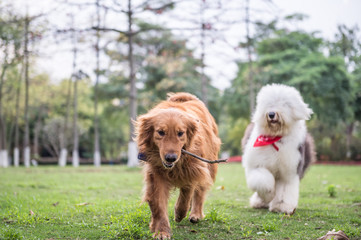 Golden Retriever and Ancient Shepherd, played on the grass