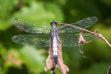 Japanese Dragonfly