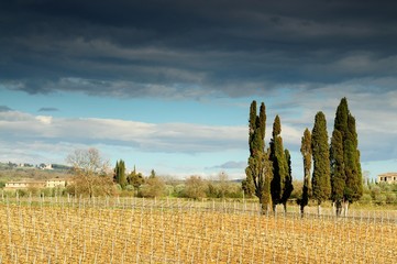 Vineyards and Cypress in the Tuscany Countryside near Siena, Italy.