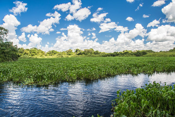 Fototapeta premium Wasserlandschaft im Pantanal in Brasilien