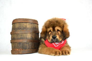 Mastiff Tybetański © DesignArt.pl