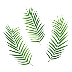 Tropical palm leaves. Vector exotic palm leaves