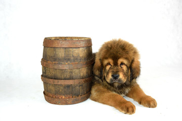 Mastiff Tybetański © DesignArt.pl
