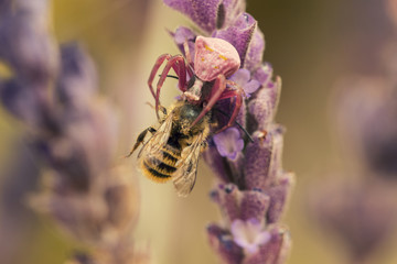 pink spider eating a bee