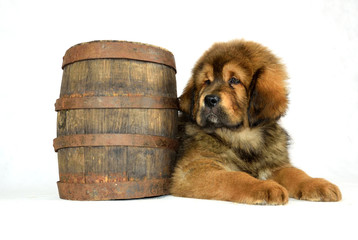 Mastiff Tybetański © DesignArt.pl