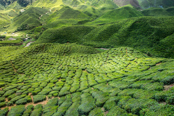 Obrazy na Szkle  Plantacja herbaty w Cameron Highlands, Malezja