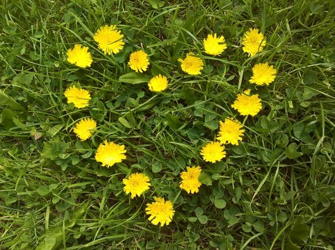 Heart (Yellow Flowers Arranged)