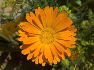 Marigold (Calendula Officinalis). Orange coloured flower in shine of the sun. Grass in the background