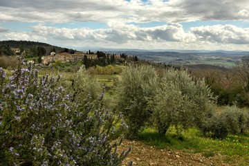 Typical tuscany rural scene with olive trees near Siena, Italy.