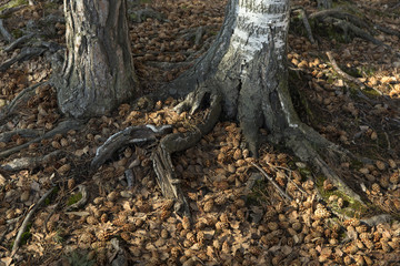 Tree roots and cones.