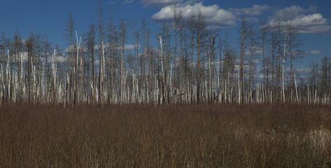 Woods with bare trees and dry grass.