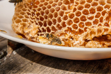 Close up view of the working bee on the honeycomb with sweet honey. Sweet honey in the white plate...