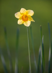 Single yellow daffodil flower in spring with out of focus bokeh background