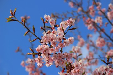 夕陽に輝く桜