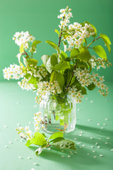 spring bird-cherry blossom in vase over green background