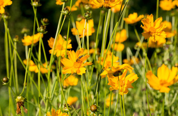 Fototapeta premium Flowers yellow Heliopsis in the Garden