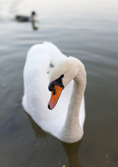 Swan in a pond in nature