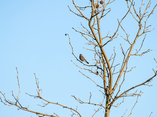 Phoenicurus ochruros - Bird perching on a tree on wintertime