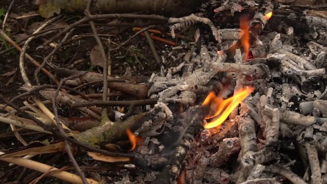 Burning dry branches. Slow shooting of fire