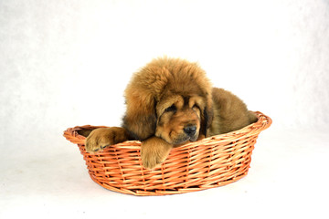 Pies Mastiff Tybetański © DesignArt.pl