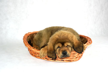 Pies Mastiff Tybetański © DesignArt.pl