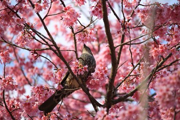夕陽に輝く桜と鳥