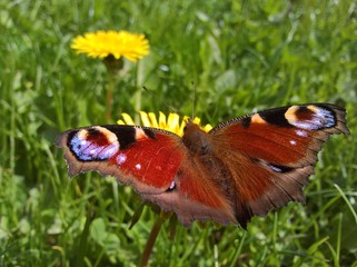 Peacock Butterfly (Aglais Io) - Lurking