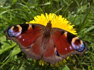 Peacock Butterfly (Aglais Io) - Spreaded
