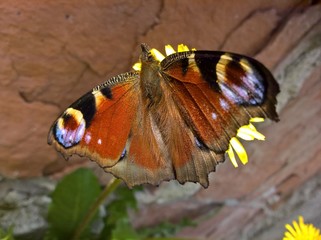Peacock Butterfly (Aglais Io) - Watchful