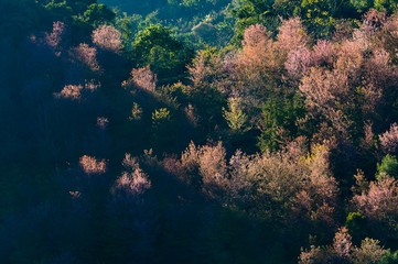 Spring Sakura Cherry Blossom. pink blossom sukura flowers